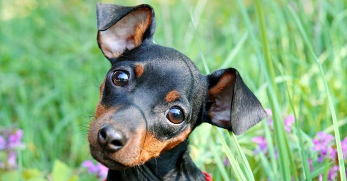 cuccioli di zwergpinscher accessori