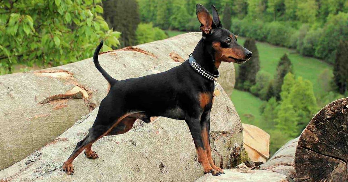 cucciolo pinscher