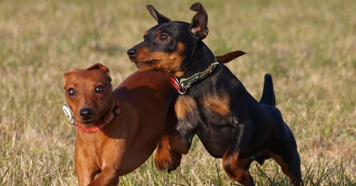 cagnolini giocano