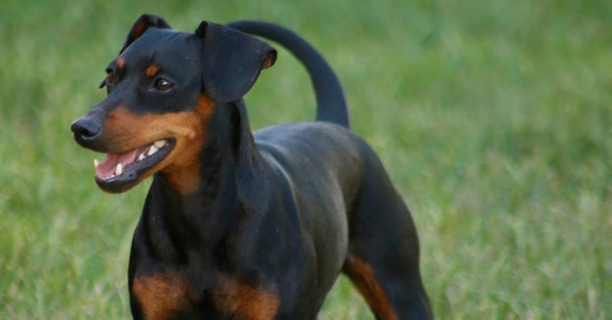 cuccioli di zwergpinscher accessori