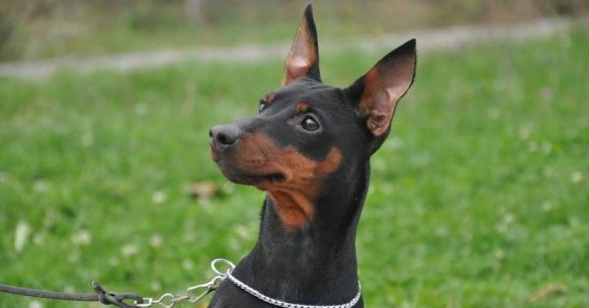 Cuccioli di Zwergpinscher, accessori utili: quali servono per farli crescere bene