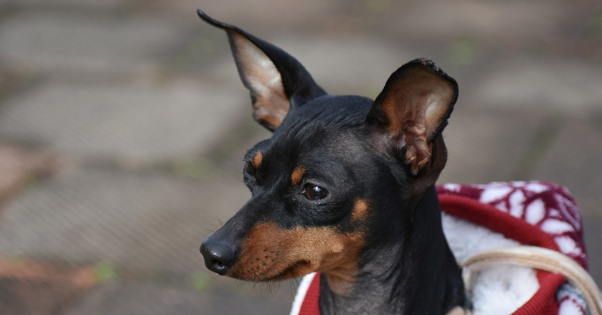 Zwergpinscher maglioncino