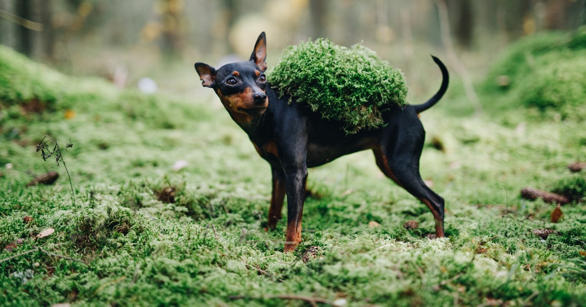 Zwergpinscher nel bosco