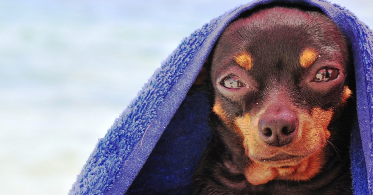 Cuccioli di Zwergpinscher: carattere, particolarità e comportamento, cosa sapere