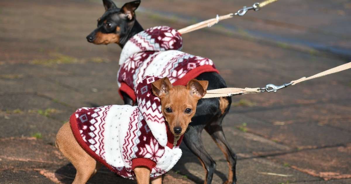 Cuccioli di Zwergpinscher, come sceglierli: tutti i consigli e le dritte più utili