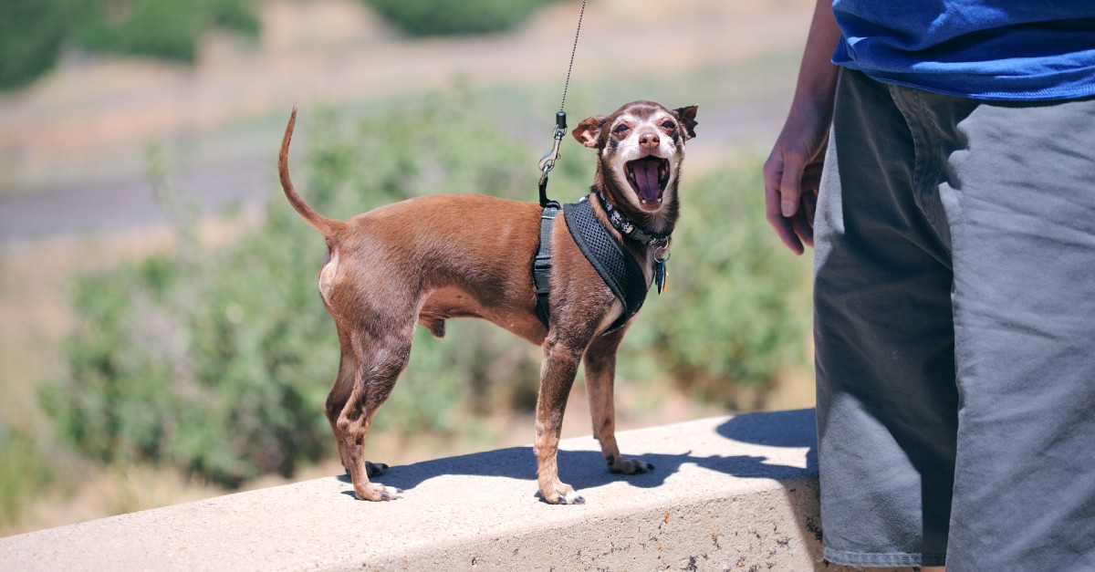 cuccioli di zwergpinscher perché sceglierli