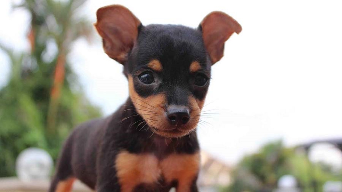 cucciolo di pinscher nano