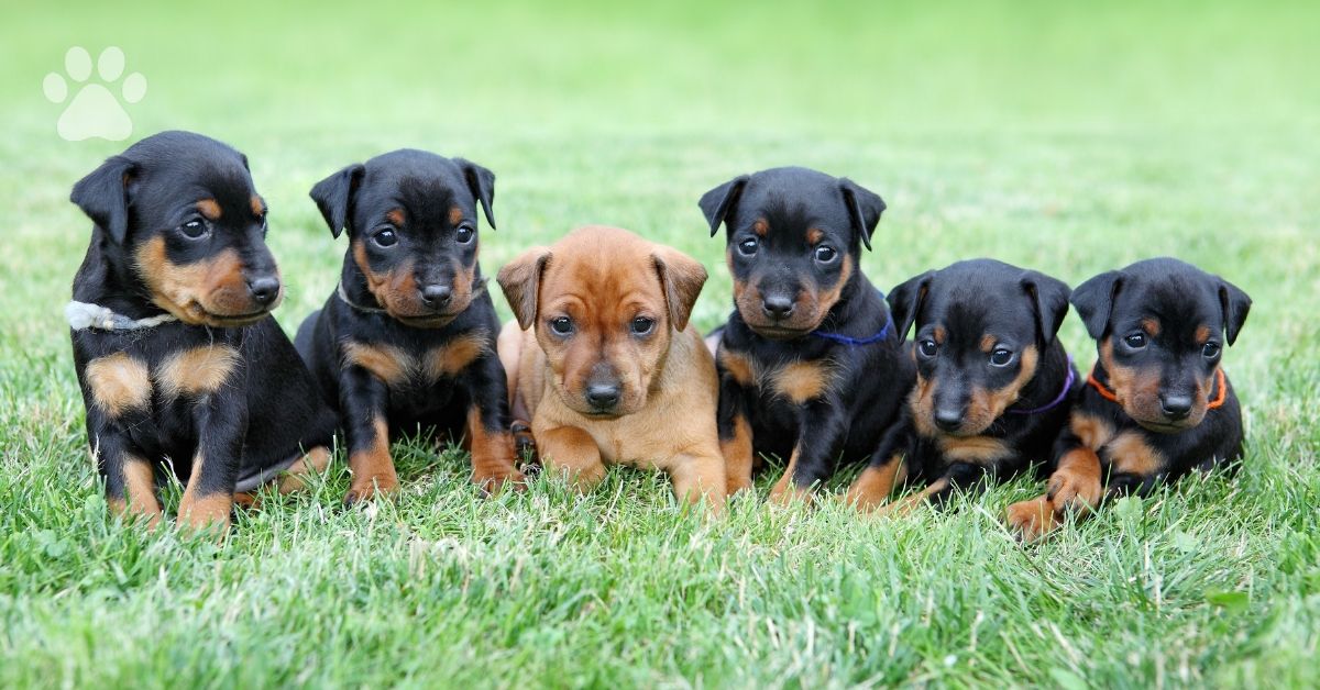 Cuccioli di Zwergpinscher: cure e attenzioni per crescerli forti e in perfetta salute