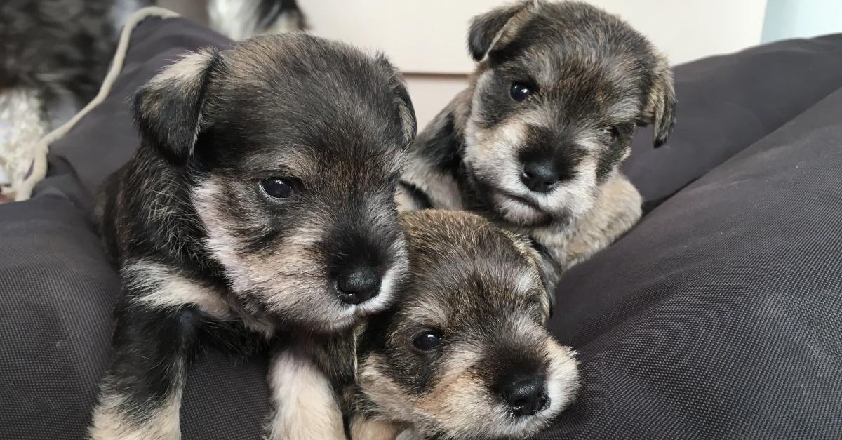 cuccioli di zwergschnauzer come sceglierli