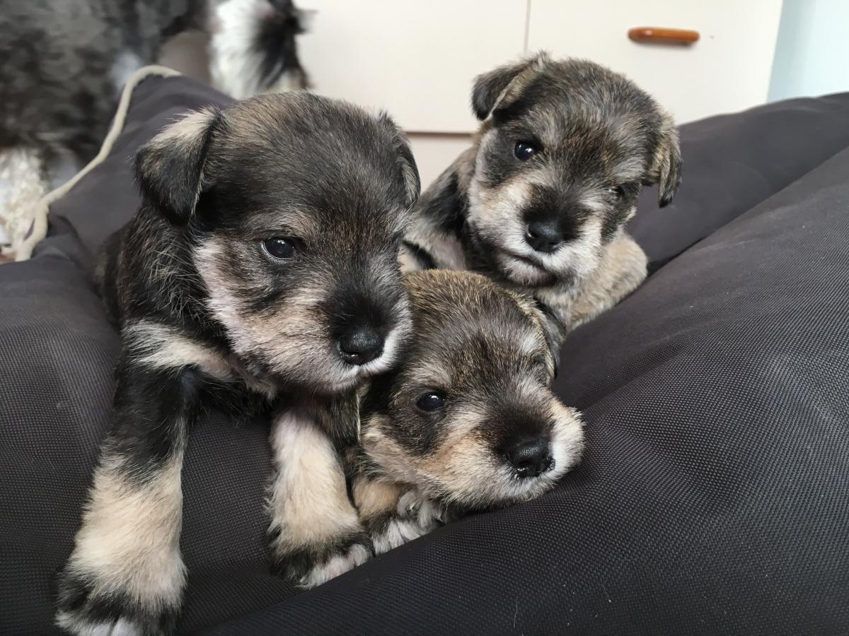 tre cuccioli di zwergschnauzer