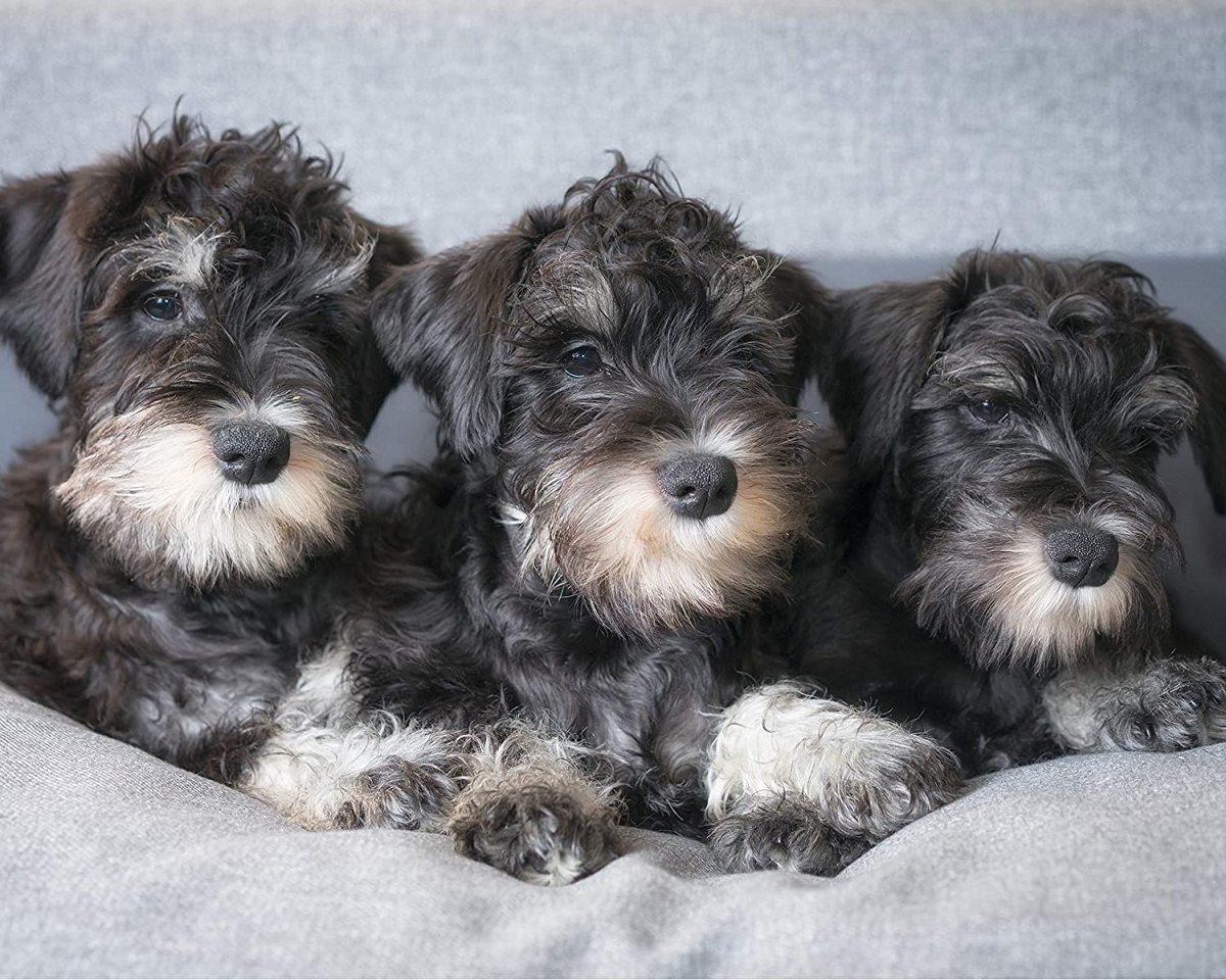 tre cuccioli di cane