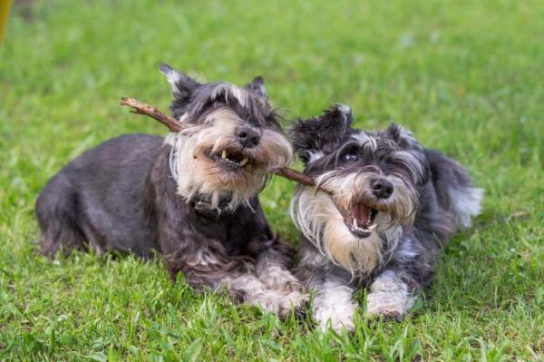 cuccioli di zwergschnauzer che giochi scegliere 