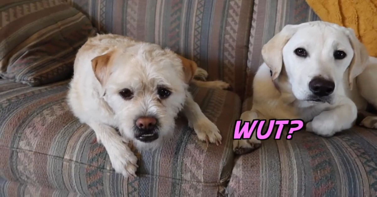 Due cuccioli fanno il bagno insieme nella vasca da bagno (VIDEO)