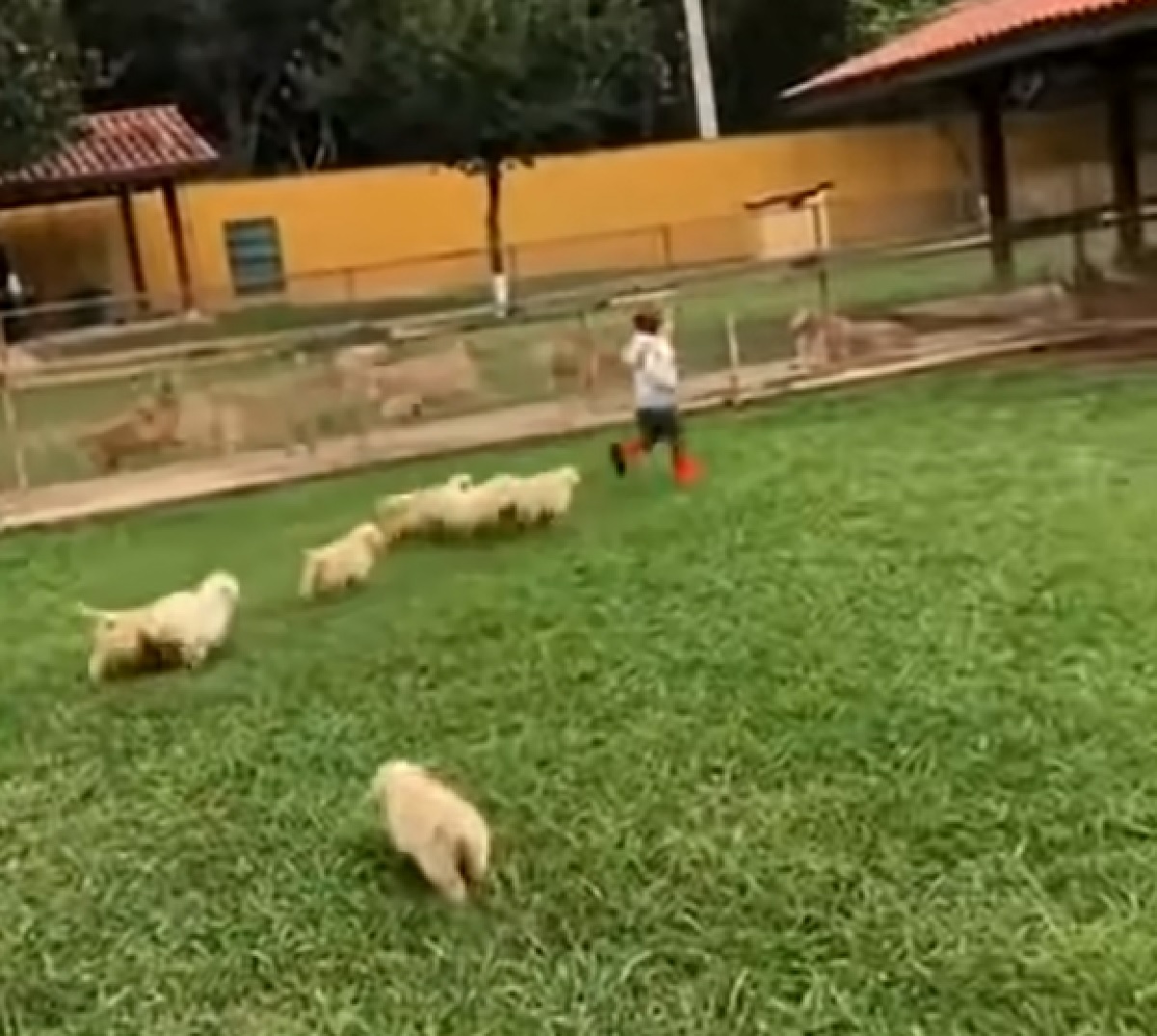 cuccioli golden forza della natura