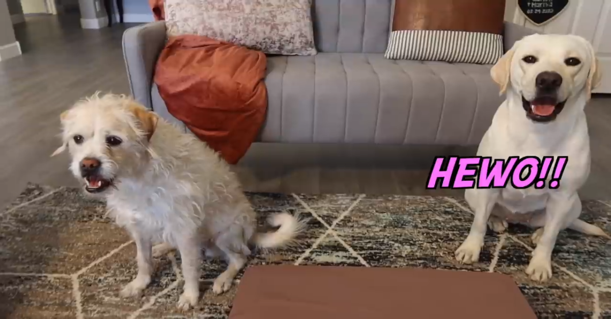 Due cuccioli mangiano un Happy Meal per la prima volta (VIDEO)