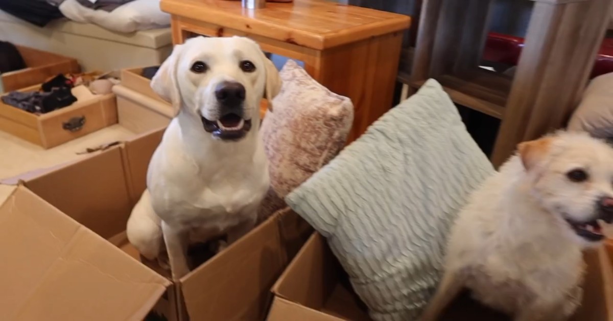 Due cuccioli sono felici di andare nella nuova casa insieme ai padroni (VIDEO)