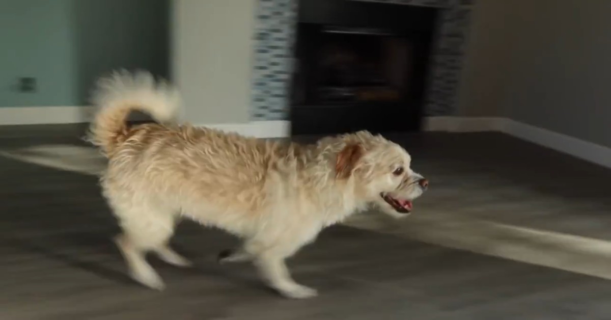 Due Cuccioli Sono Felici Di Andare Nella Nuova Casa Insieme Ai Padroni Video
