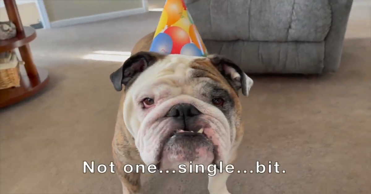 Il Bulldog Inglese Reuben compie gli anni e i padroni lo festeggiano così (VIDEO)