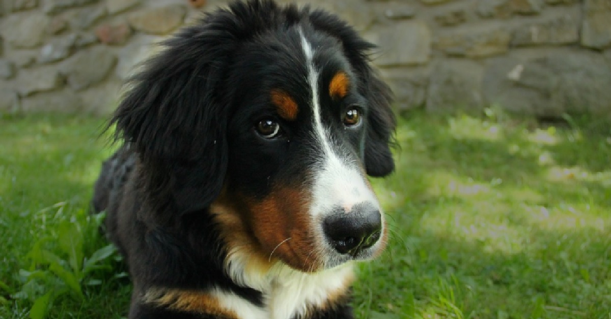 Cucciolo Bovaro del Bernese vuole rimanere sotto le coperte, grazie al video capiamo perché