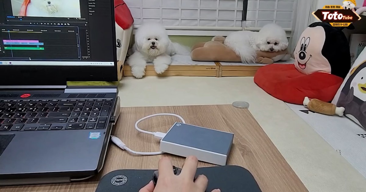 Cucciolo di Barboncino disturba la padrona che cerca di lavorare (VIDEO)