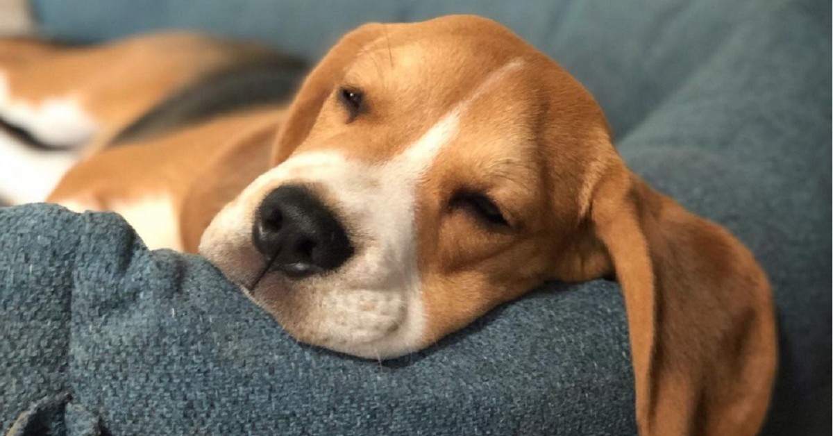 cucciolo di Beagle è spaventato perché il roomba gli rubato il giocattolo