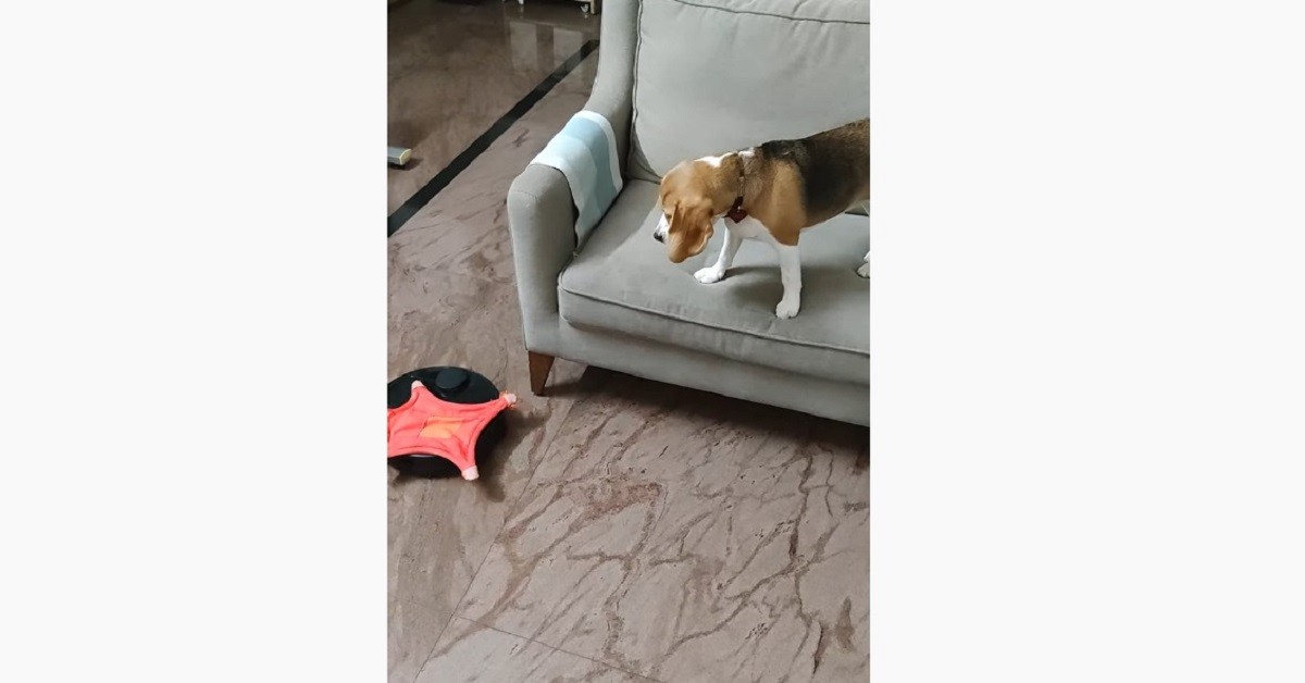 cucciolo di Beagle è spaventato perché il roomba gli rubato il giocattolo