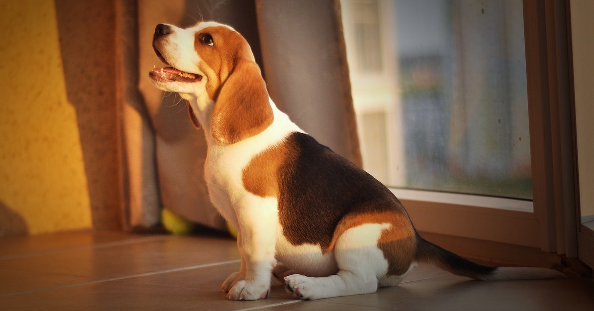 Il cucciolo di Beagle è spaventato perché il roomba gli rubato il giocattolo (VIDEO)