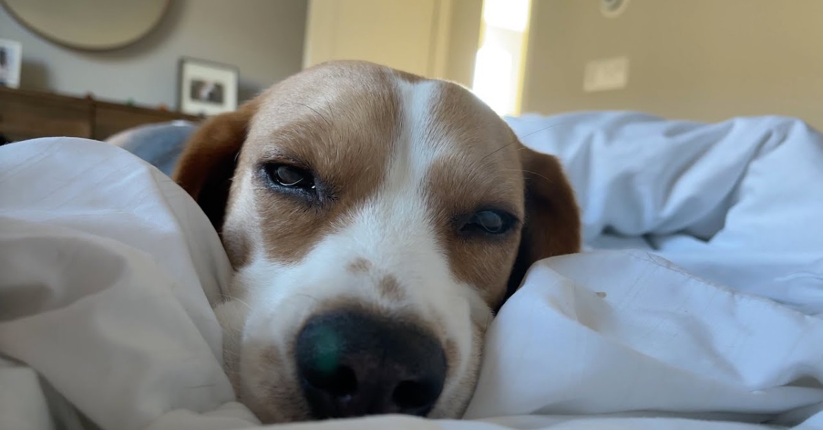 Un cucciolo di Beagle non riesce ad aprire gli occhi perché ha sonno (VIDEO)