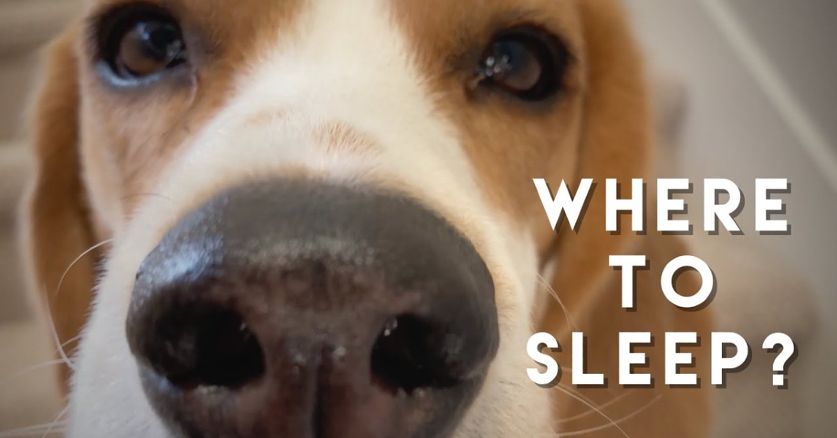 Un cucciolo di Beagle non sa dove dormire e si sposta per casa (VIDEO)