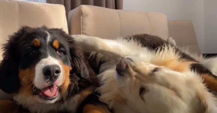 cucciolo di Bovaro del Bernese va nel bosco