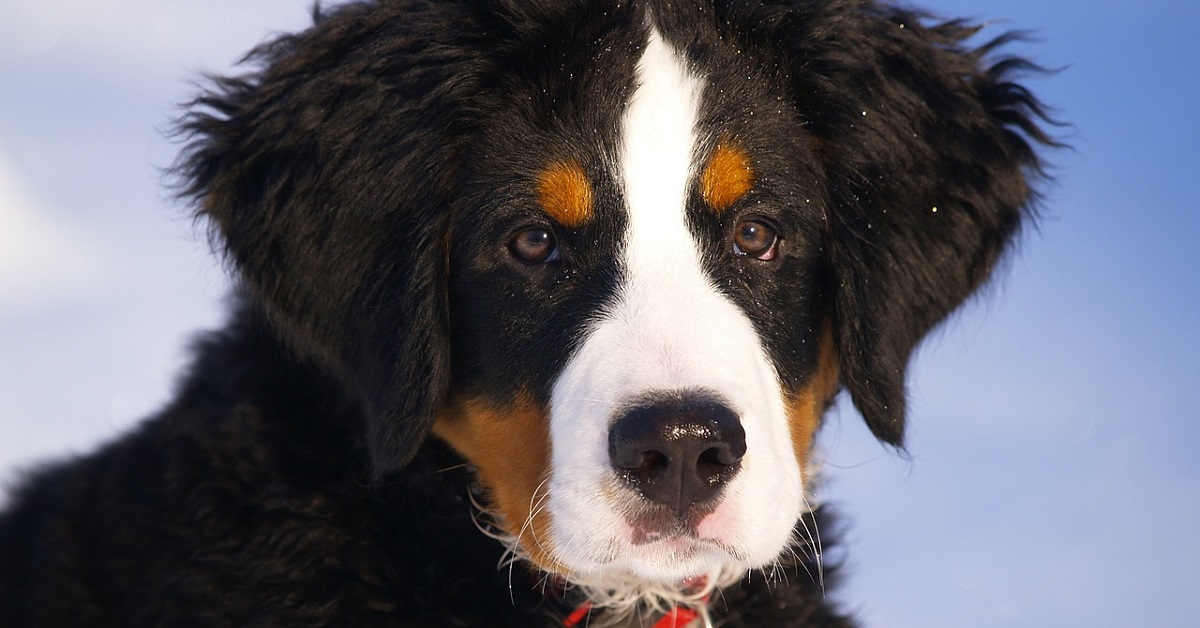 cucciolo di Bovaro del Bernese va nel bosco