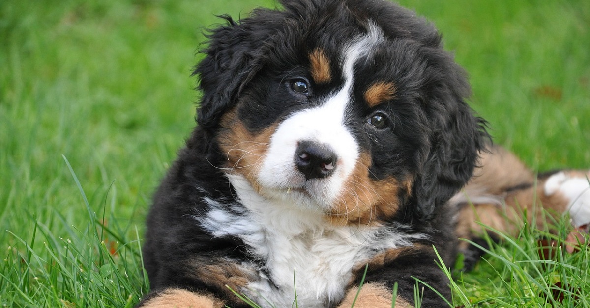 Il cucciolo di Bovaro del Bernese va nel bosco per la prima volta (VIDEO)