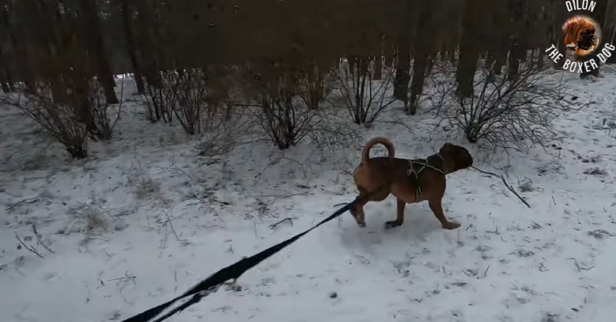 Il cucciolo di Boxer si diverte sulla neve (VIDEO)