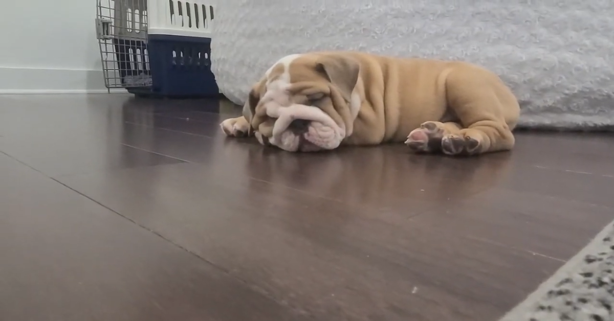 Un cucciolo di Bulldog inglese di nove settimane vuole dormire (VIDEO)