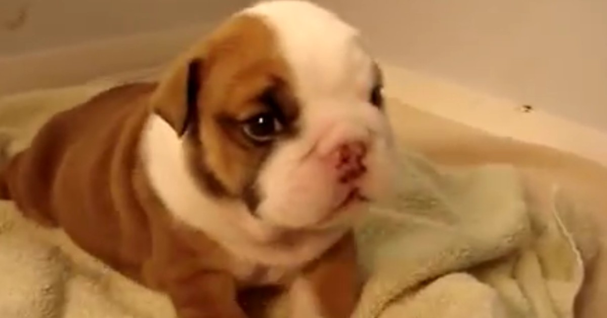 Un cucciolo di Bulldog inglese prova a camminare su un tappeto (VIDEO)