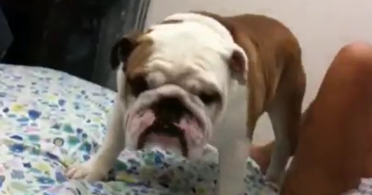 Un cucciolo di Bulldog inglese si prepara per dormire sul letto dei padroni (VIDEO)