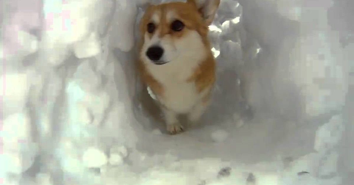 Un cucciolo di Corgi gioca con una galleria fatta interamente di neve (VIDEO)