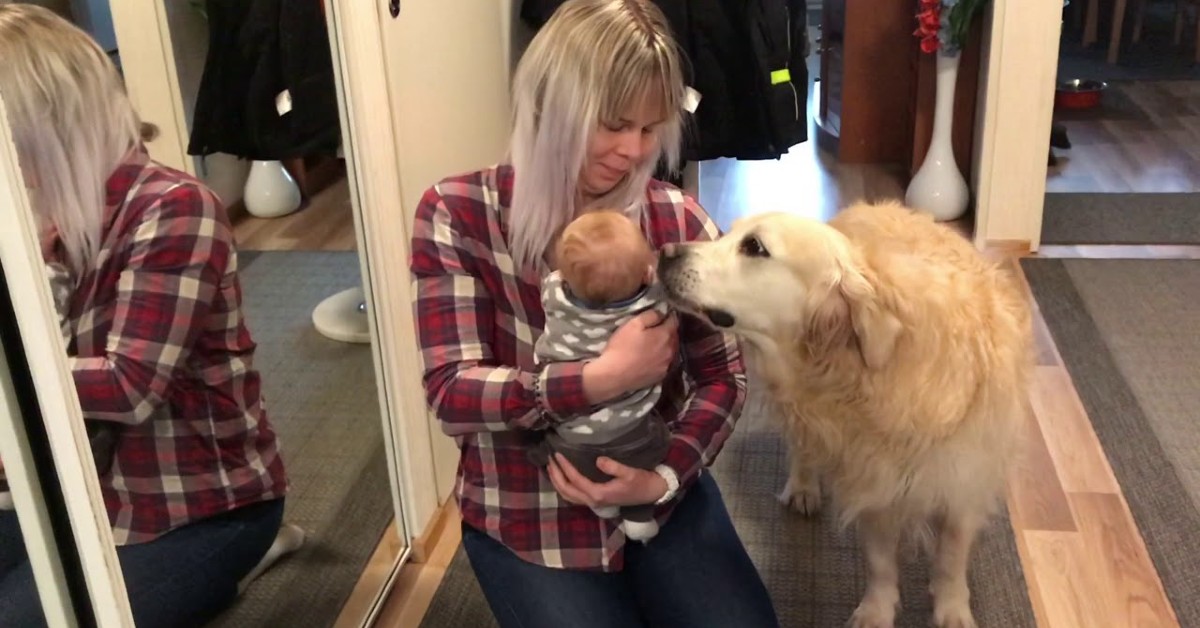Il cucciolo di Golden Retriever Netta incontra e conosce un bambino (VIDEO)