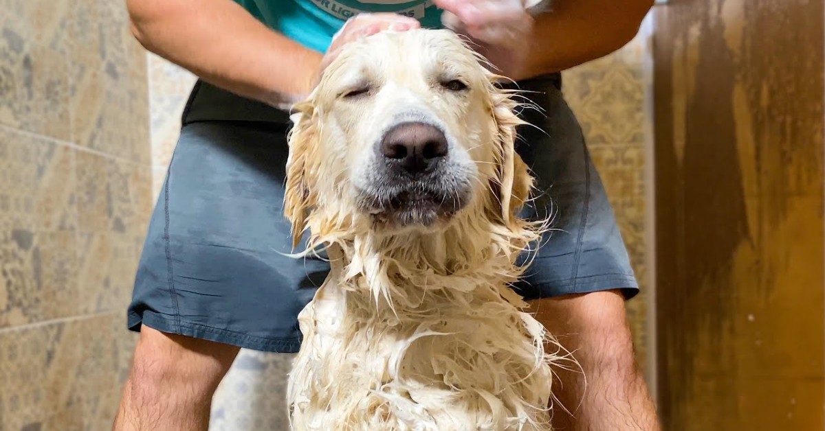 Un cucciolo di Golden Retriever ama il bagnetto che gli fa il padrone (VIDEO)