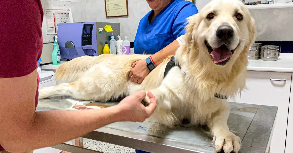 Un cucciolo di Golden Retriever ama il veterinario e adora andarci (VIDEO)