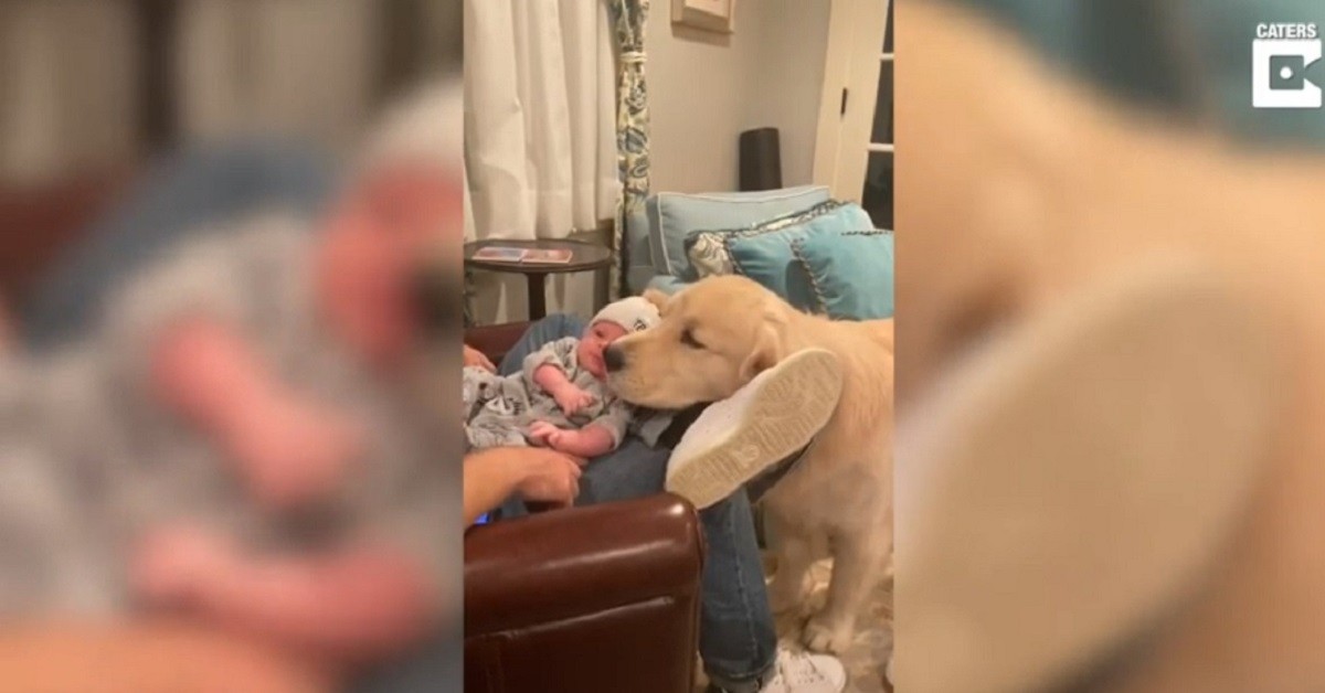 Cucciolo di Golden Retriever che adora il fratellino umano