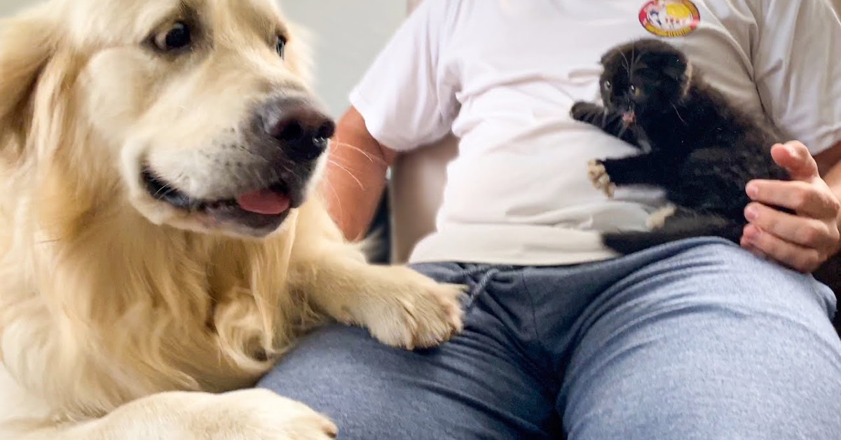 Un cucciolo di Golden Retriever conosce e incontra per la prima volta un gattino (VIDEO)