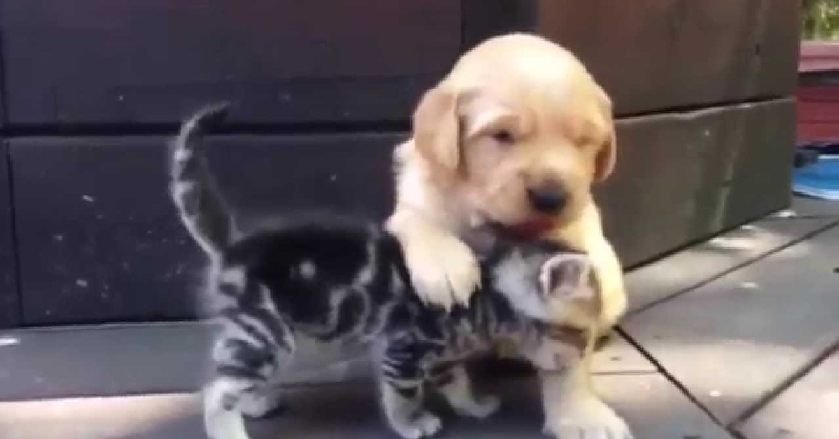 Un cucciolo di Golden Retriever e gattino sono amici e giocano insieme (VIDEO)