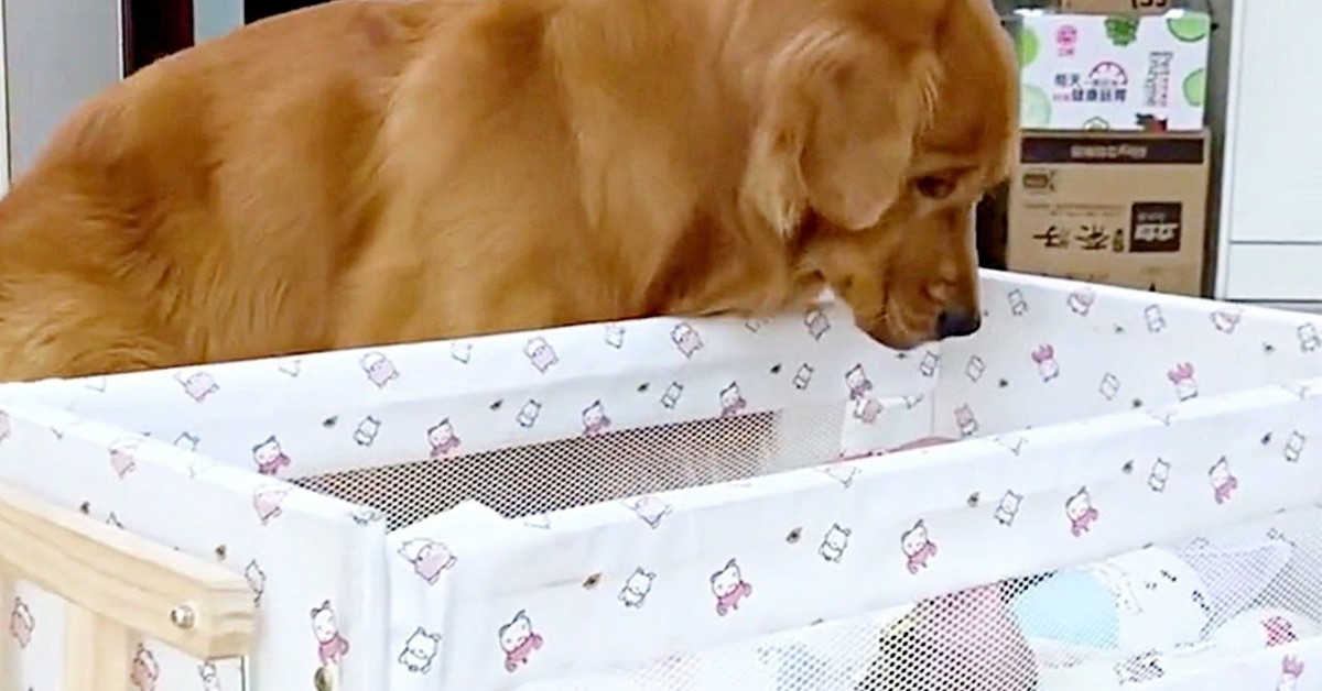 Un cucciolo di Golden Retriever è il babysitter di un bambino piccolo (VIDEO)