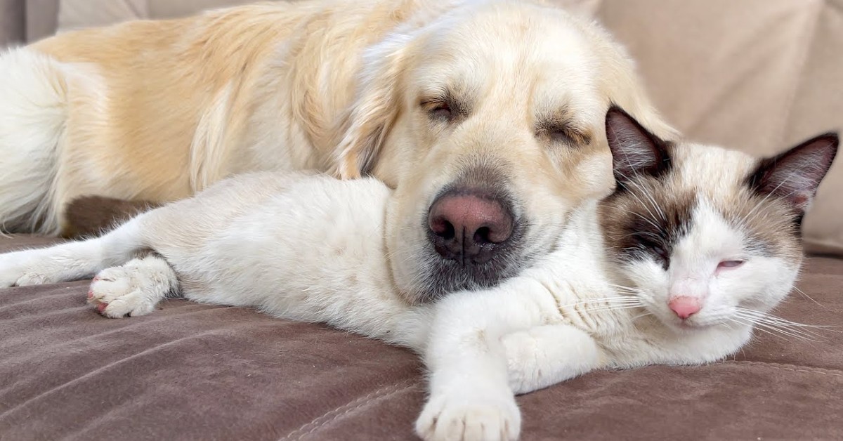 Un cucciolo di Golden Retriever è sereno con il suo fratellino gatto (VIDEO)
