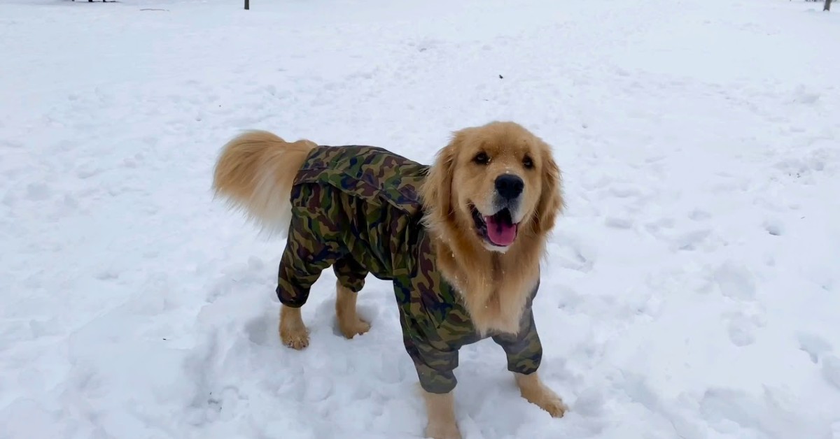 Un cucciolo di Golden Retriever festeggia il compleanno in modo speciale (VIDEO)