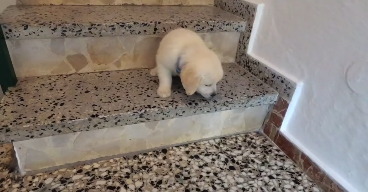 Il Golden Retriever impara ad usare, salire e scendere dalle scale (VIDEO)