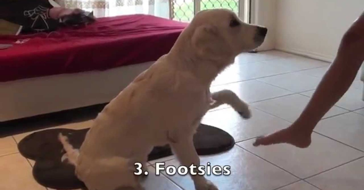 Un cucciolo di Golden Retriever impara i comandi con la padrona (VIDEO)