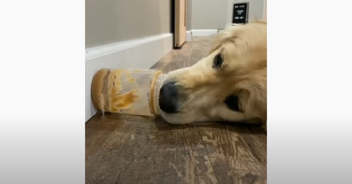 cucciolo di Golden Retriever lecca il fondo di un barattolo