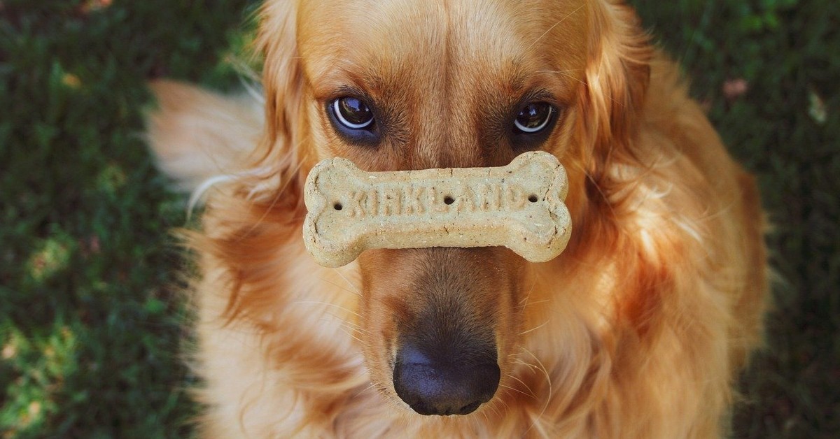 Il goloso cucciolo di Golden Retriever lecca il fondo di un barattolo (VIDEO)